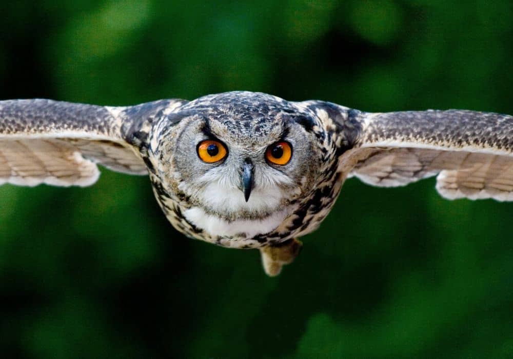 An owl in flight crossing