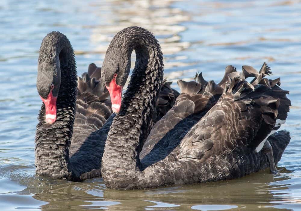 9 Spiritual Meanings of Black Swan