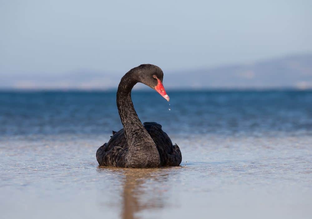 Black Swan in Dream Meaning