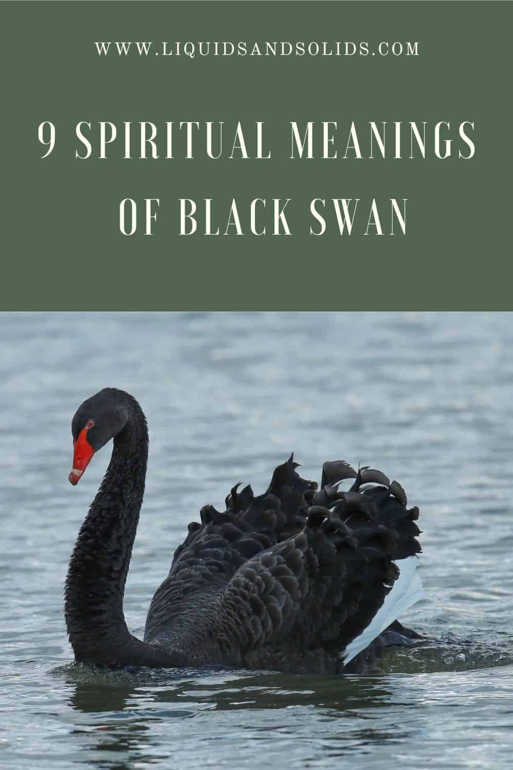 9 Spiritual Meanings of Black Swan