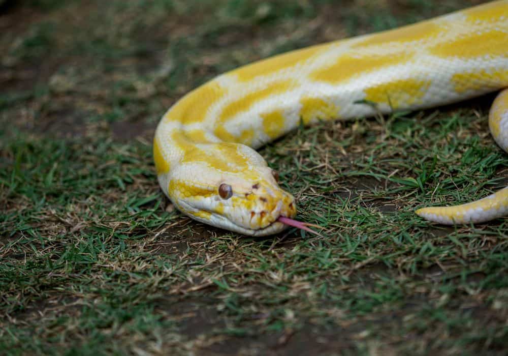 Dream about a yellow snake attack