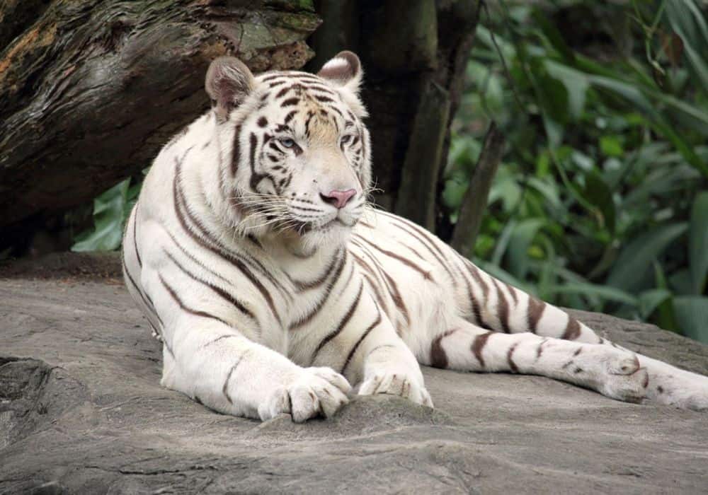 Dream of a White Tiger on the Hunt