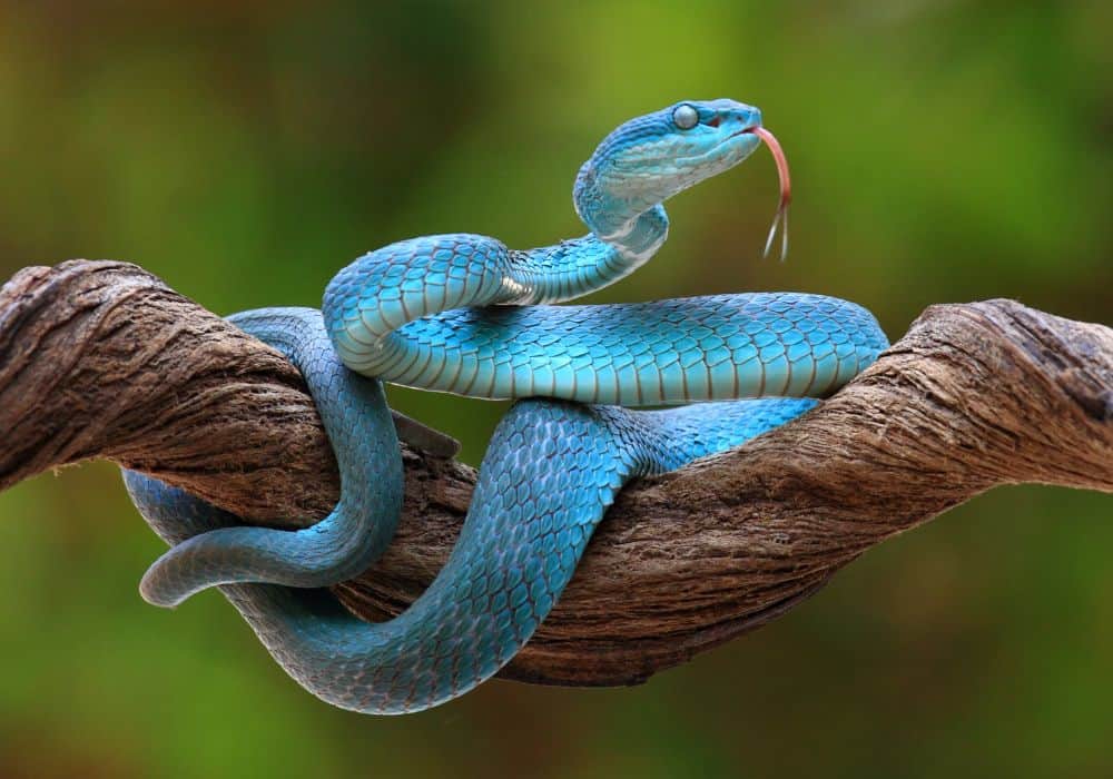Meaning of Blue Snake Dreams