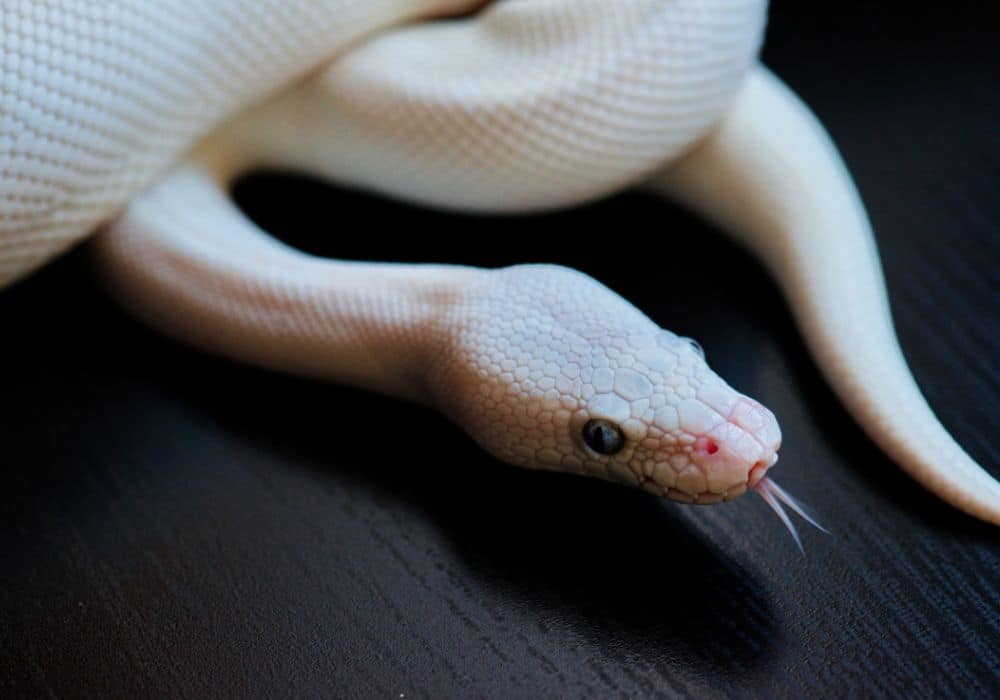 Meaning of How a White Snake Appears in Your Dreams