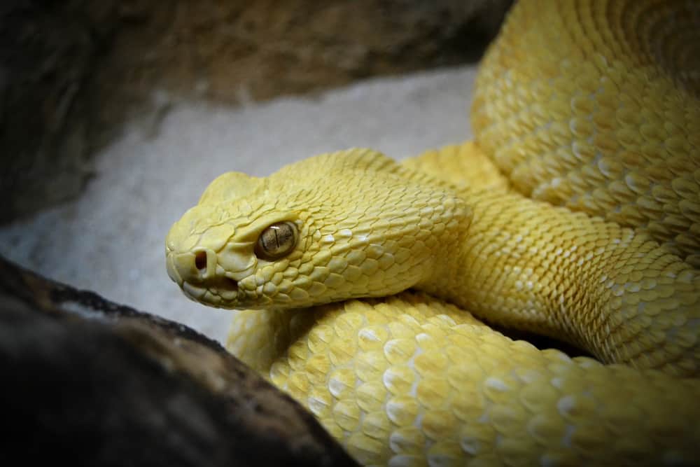 Meaning of How a Yellow Snake Appears in Your Dreams