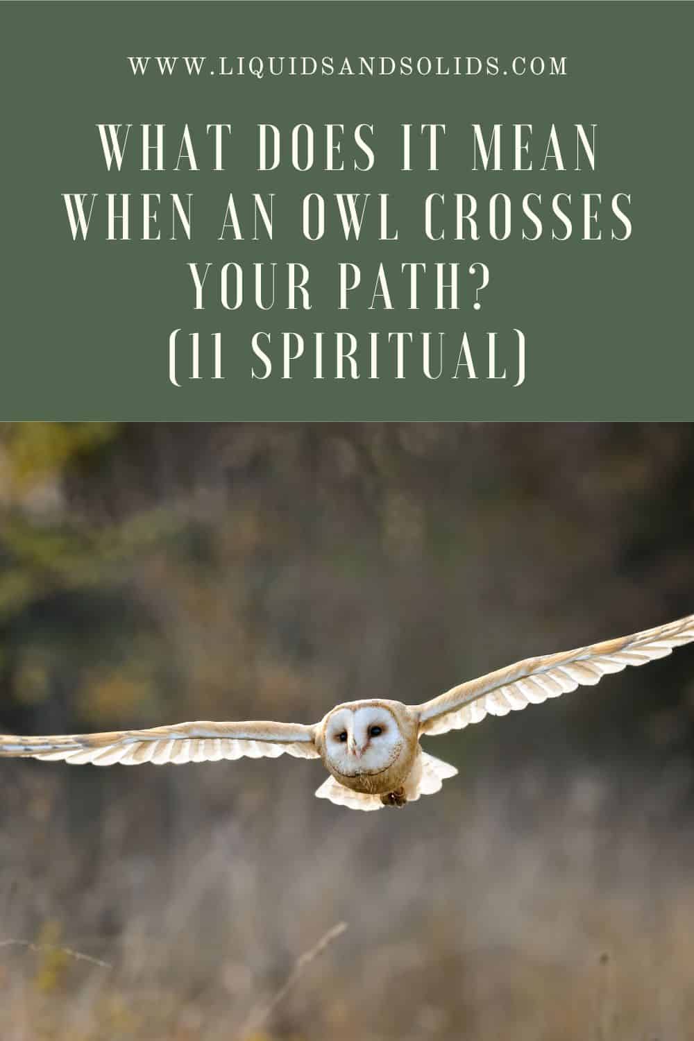 What Does it Mean When an Owl Crosses Your Path? (11 Spiritual Meanings)