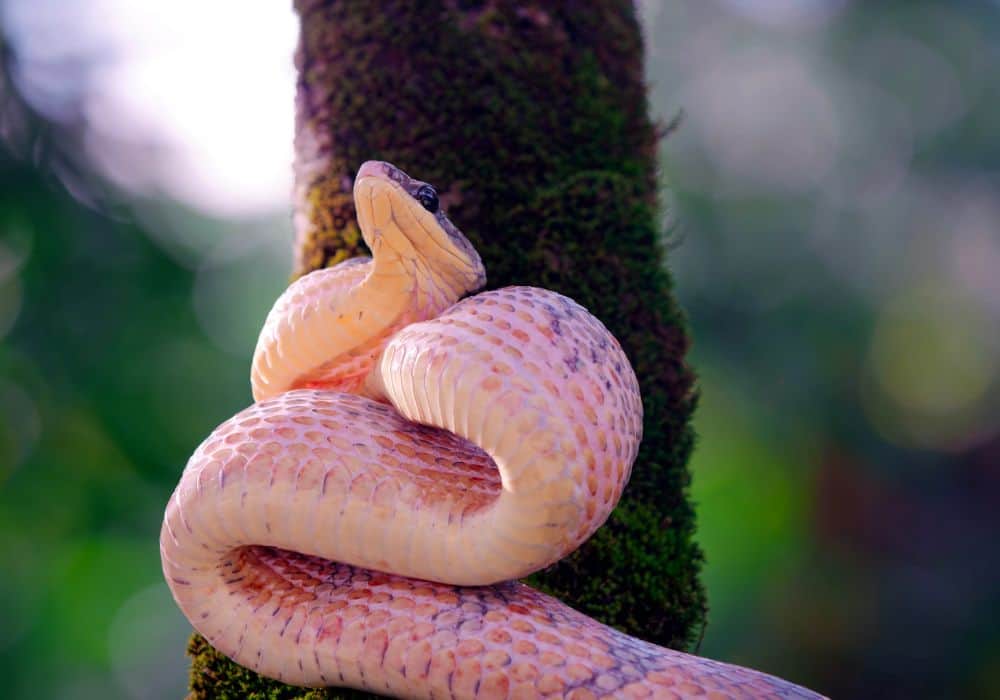 Pink Snake