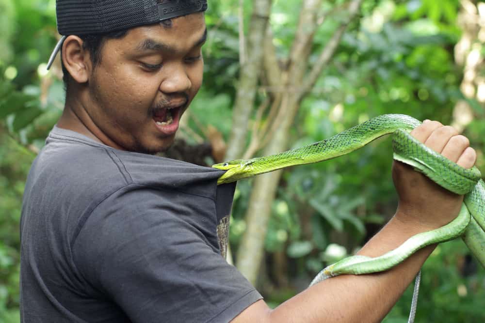 Snake Biting And Attacking You