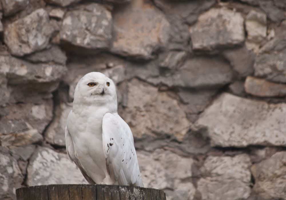 Spiritual Meaning Of A White Owl