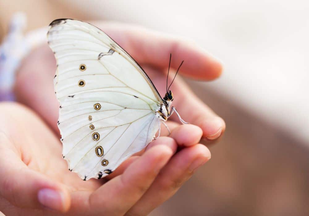 Symbolic Meaning of White Butterfly Landing on You