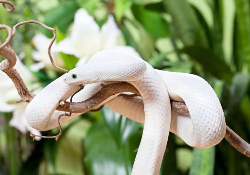 The Symbolism of White Snakes in Dreams