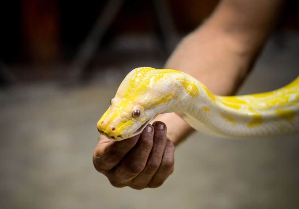 The Symbolism of Yellow Snakes in Dreams