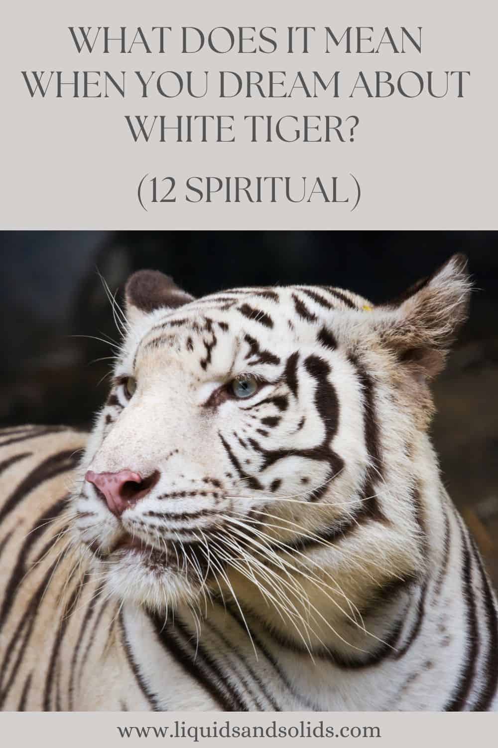 What Does It Mean When You Dream About White Tiger? (12 Spiritual)