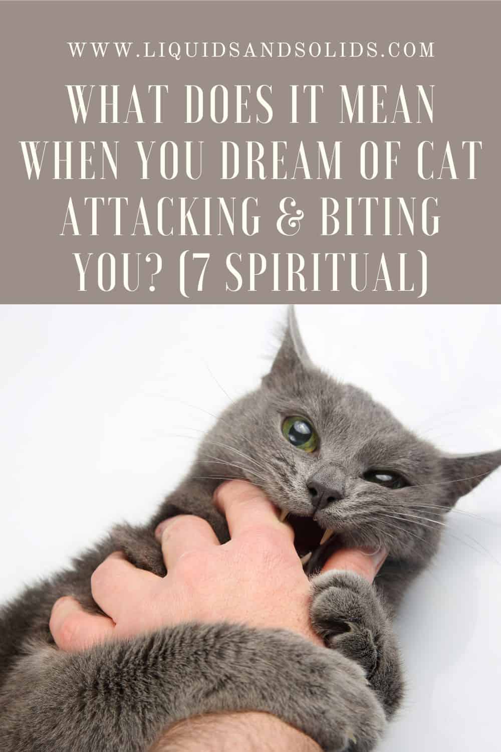 What Does It Mean When You Dream Of Cat Attacking And Biting You (7 Spiritual)