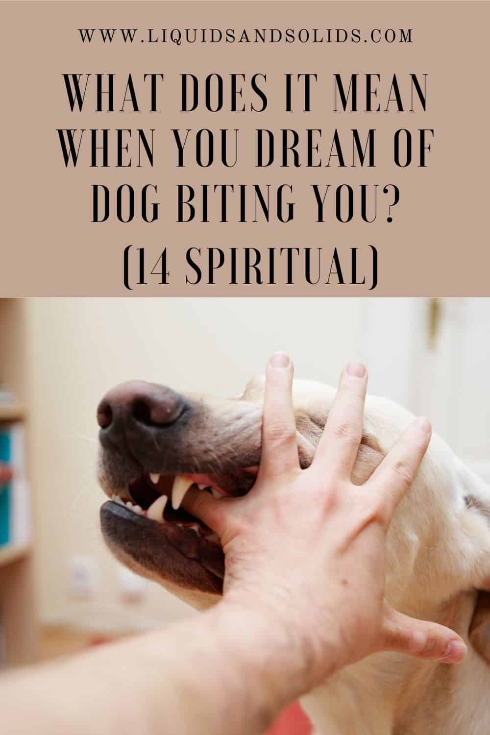 What Does It Mean When You Dream Of Dog Biting You (14 Spiritual)