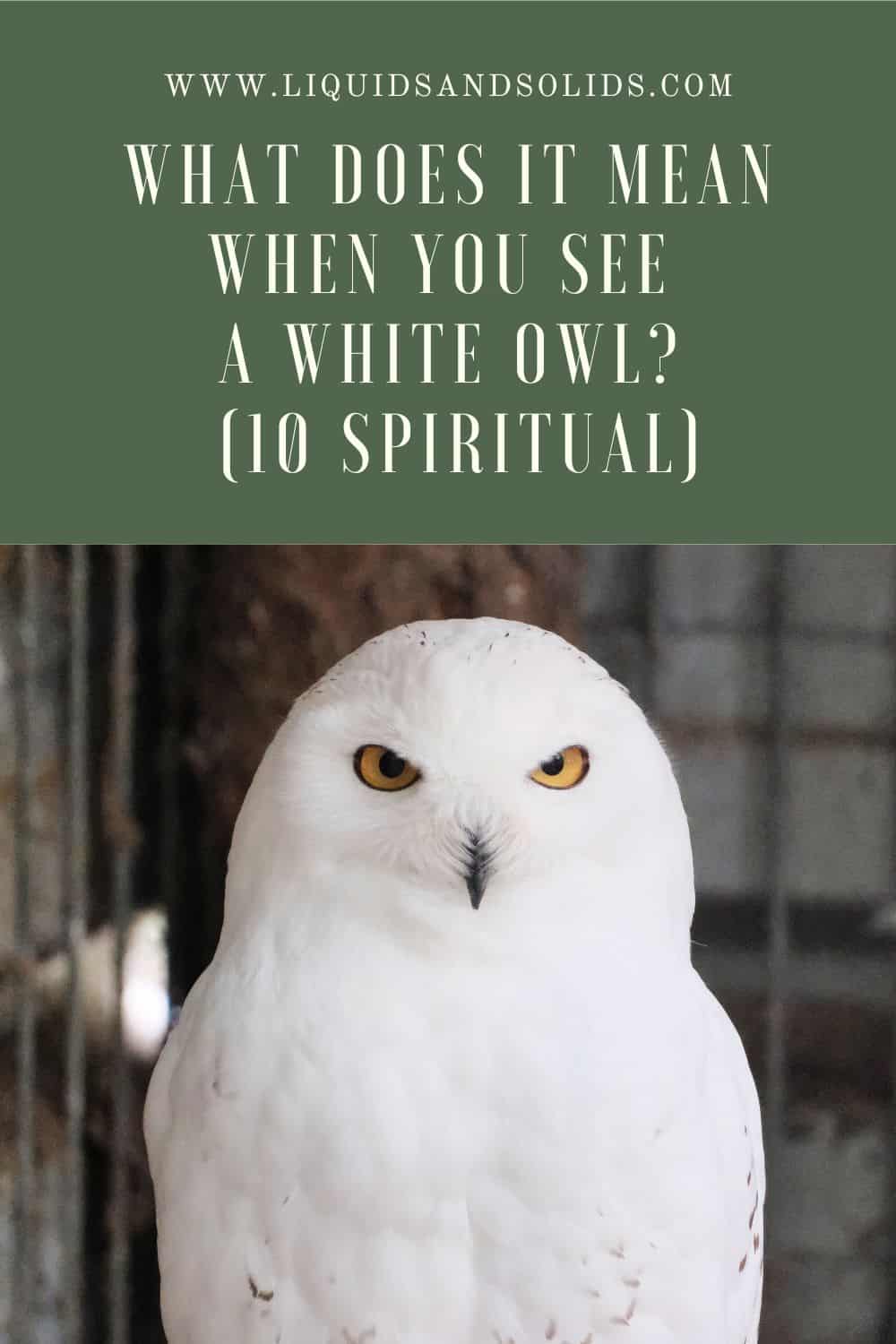 What Does It Mean When You See A White Owl?