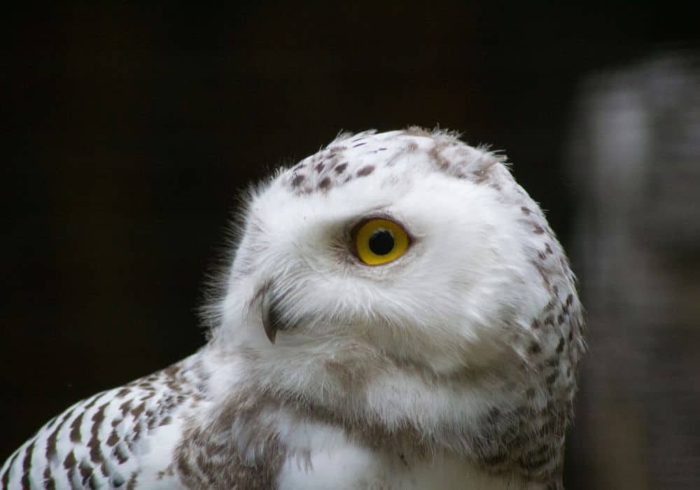 What Does It Mean When You See A White Owl At Night?