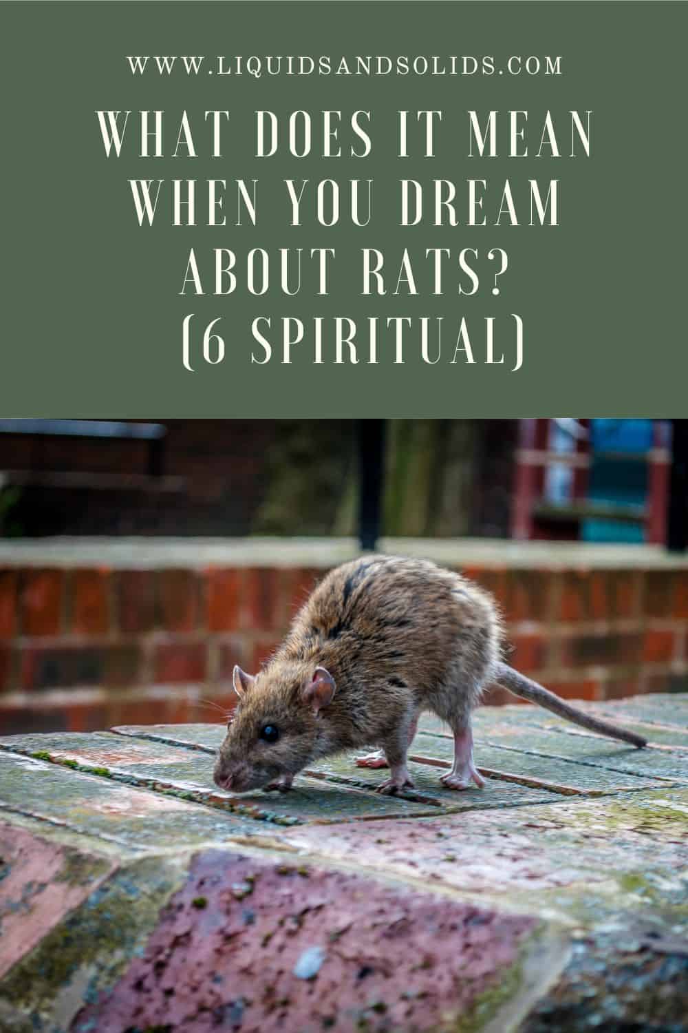 What Does it Mean When You Dream About Rats? (6 Spiritual)