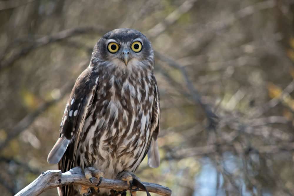 What Does it Mean When You Hear an Owl? (14 Spiritual Meanings)