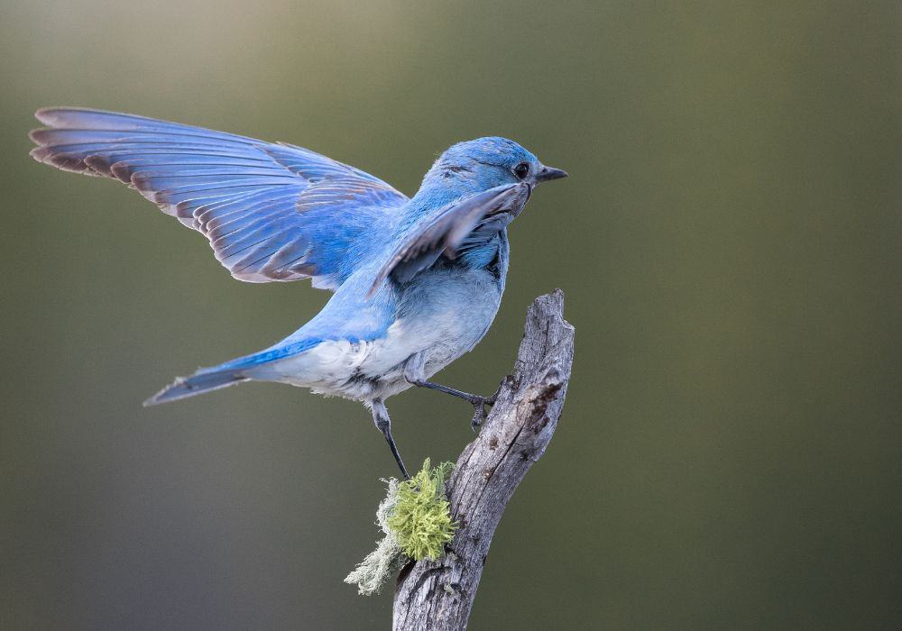 What Does it Mean When You See a Bluebird?