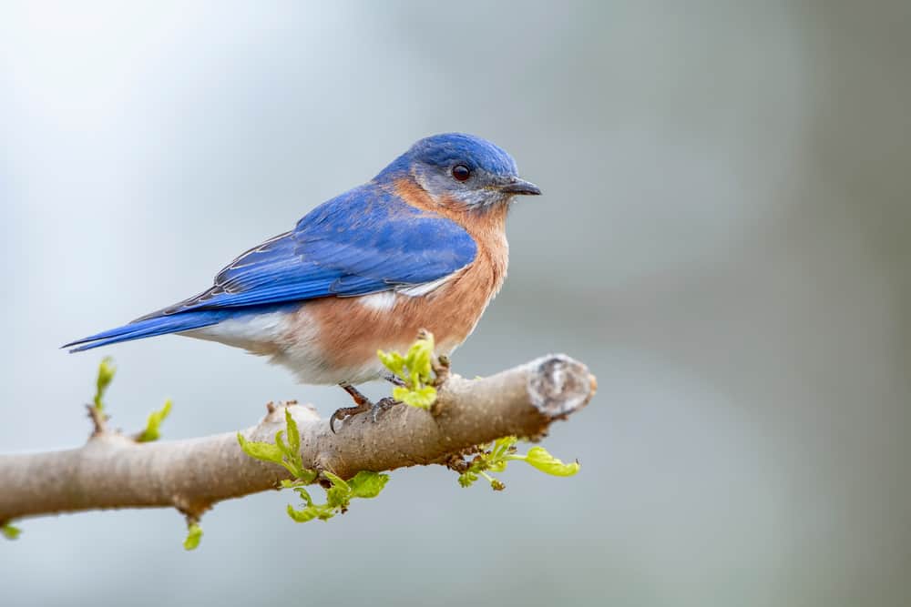 What Does it Mean When You See a Bluebird