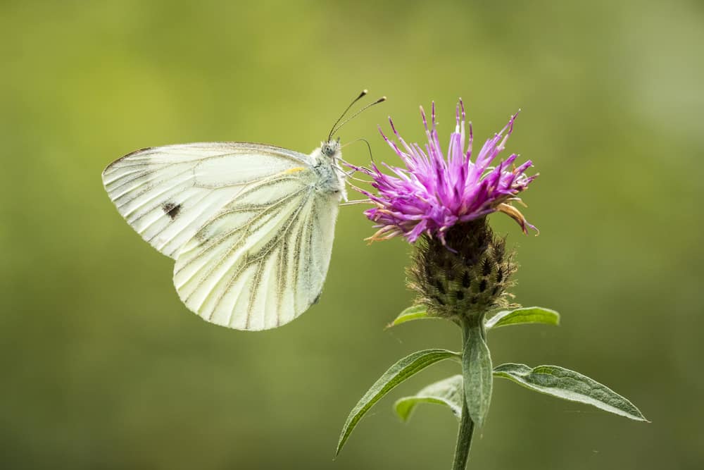 What Does it Mean When You See a White Butterfly