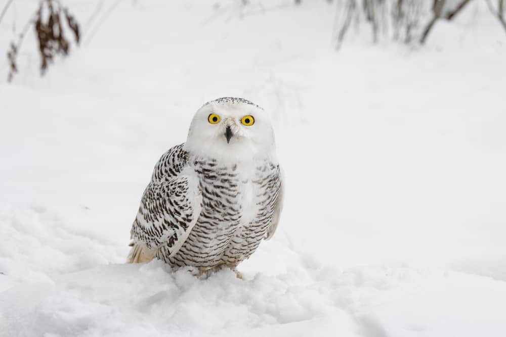 What Does it Mean When You See a White Owl