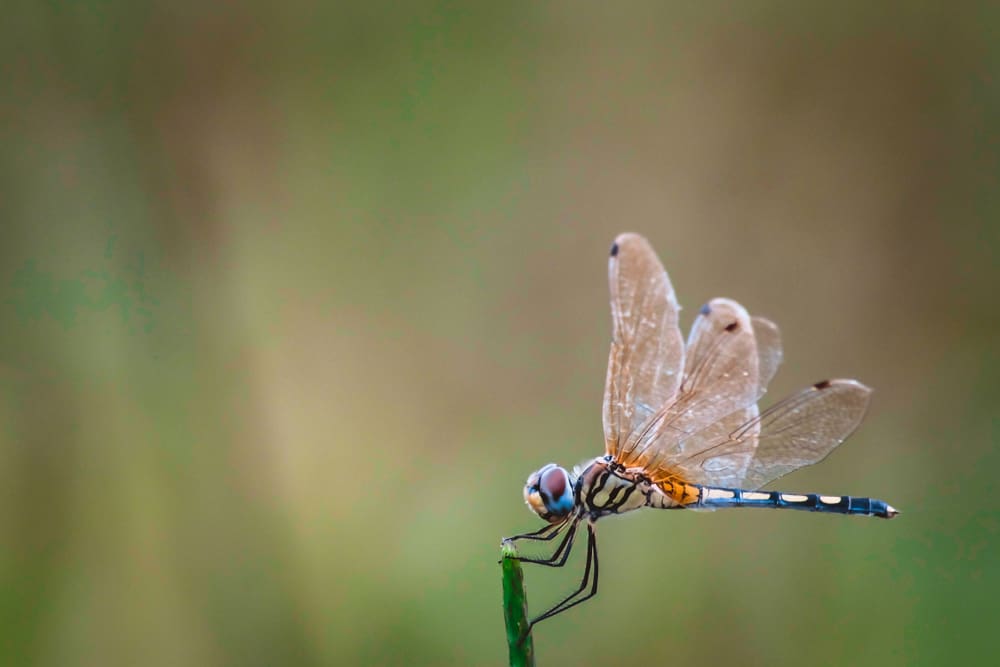 What Does it Mean When a Dragonfly Lands on You