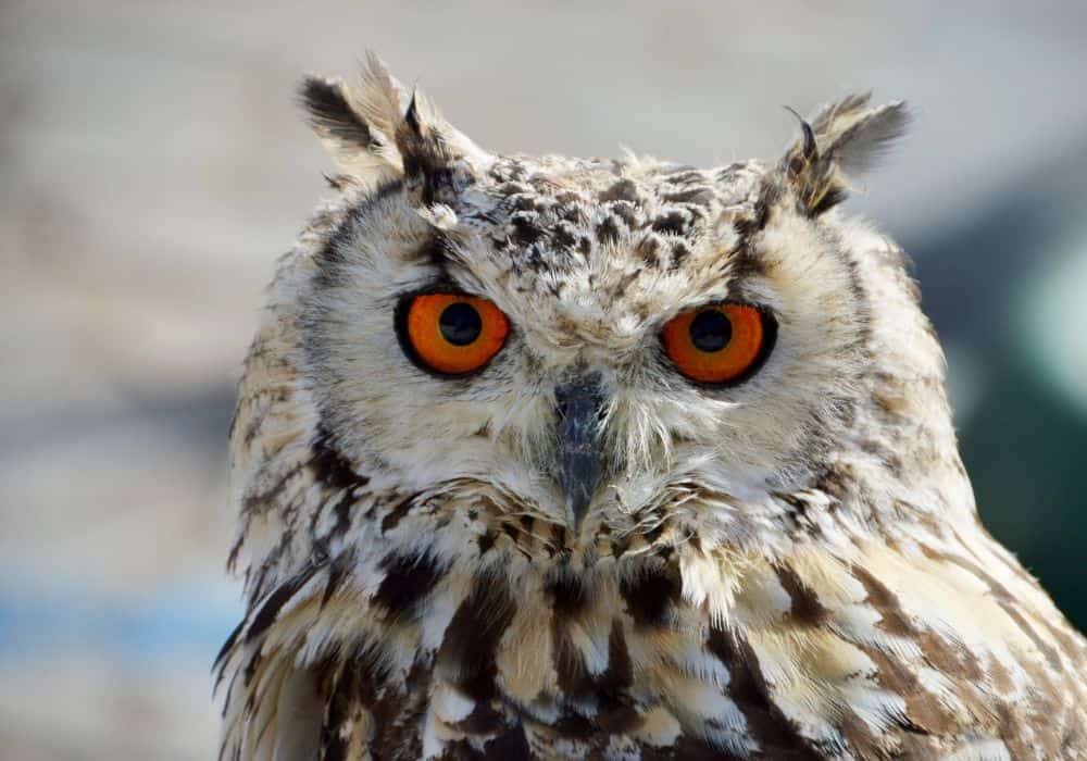What an owl's call means in religion and mythology