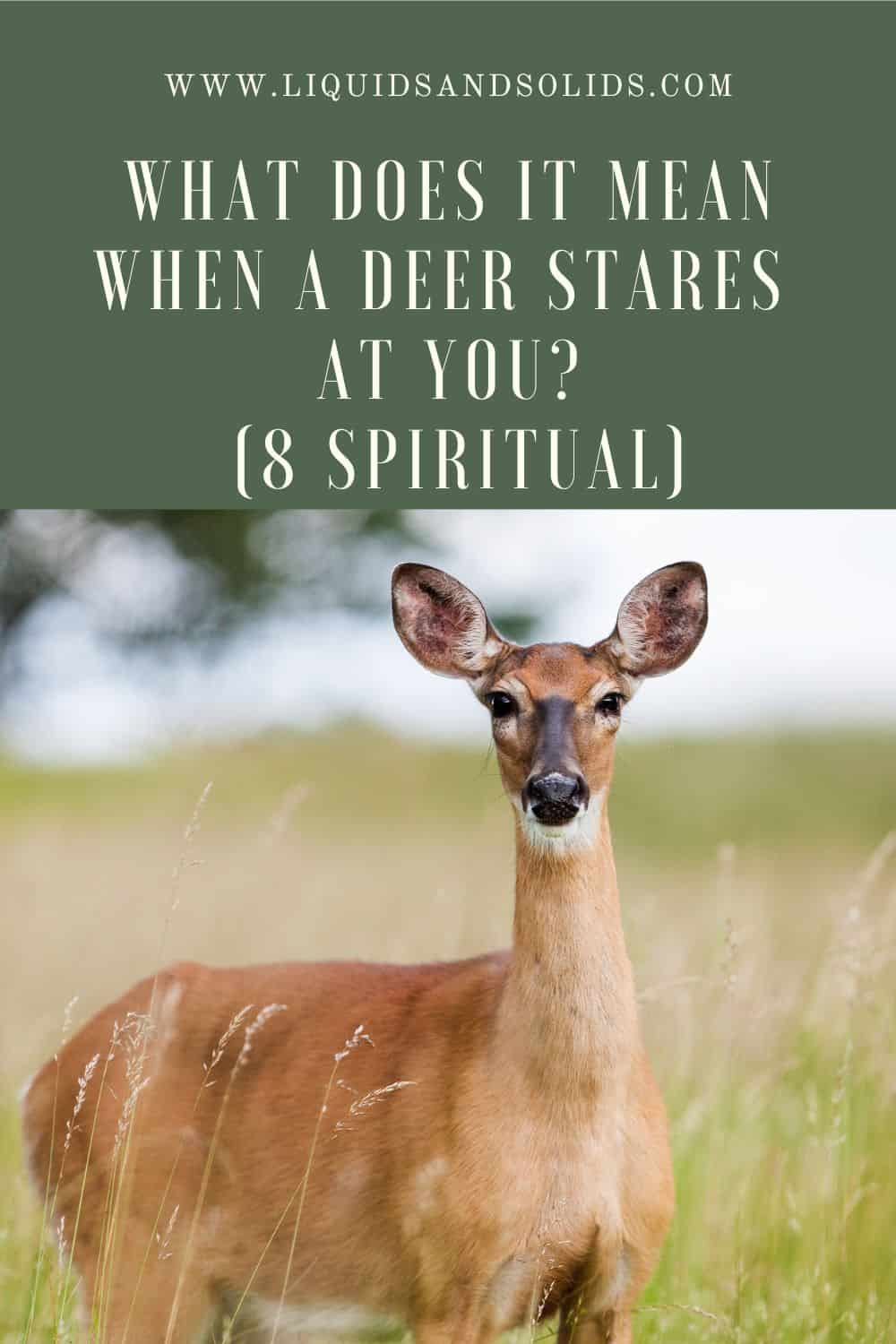 When a deer stares at you