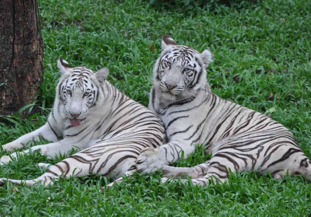 White Tiger Dream Meaning and Interpretations
