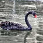 black swan symbolism