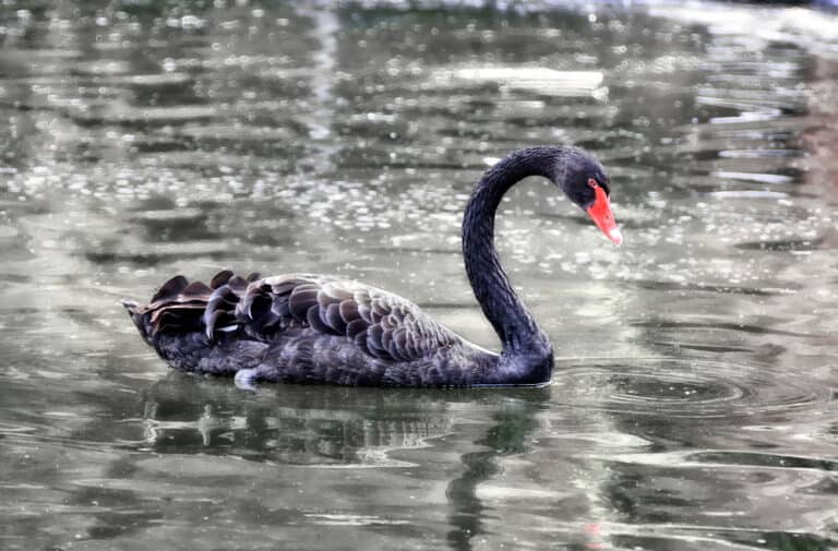 black swan symbolism