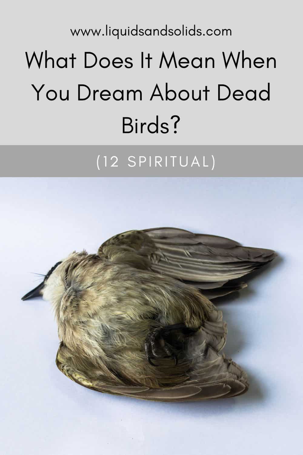dead bird in dream meanings