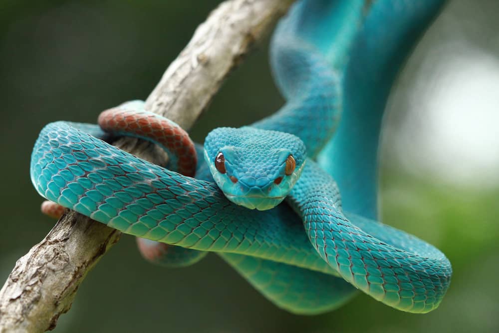 dream about colored snake