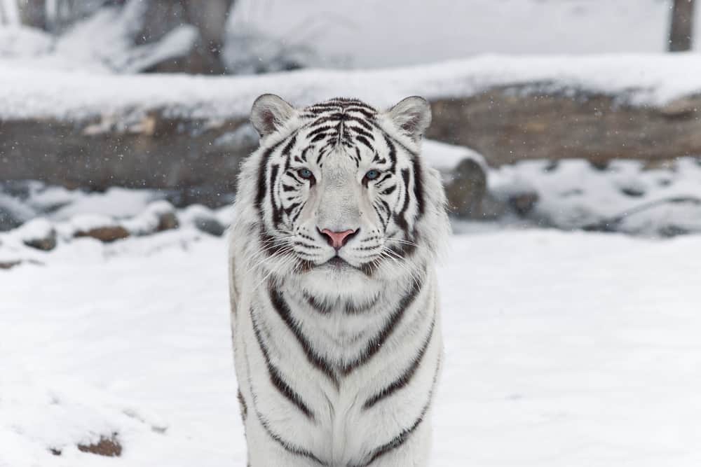 dream about white tiger