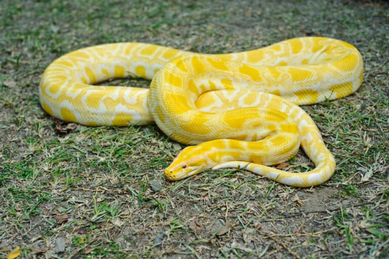 Dream About Yellow And White Snake 1 768x511 