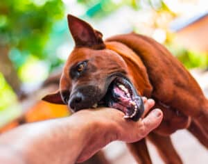 Dream Of Dog Biting You? (14 Spiritual Meanings)