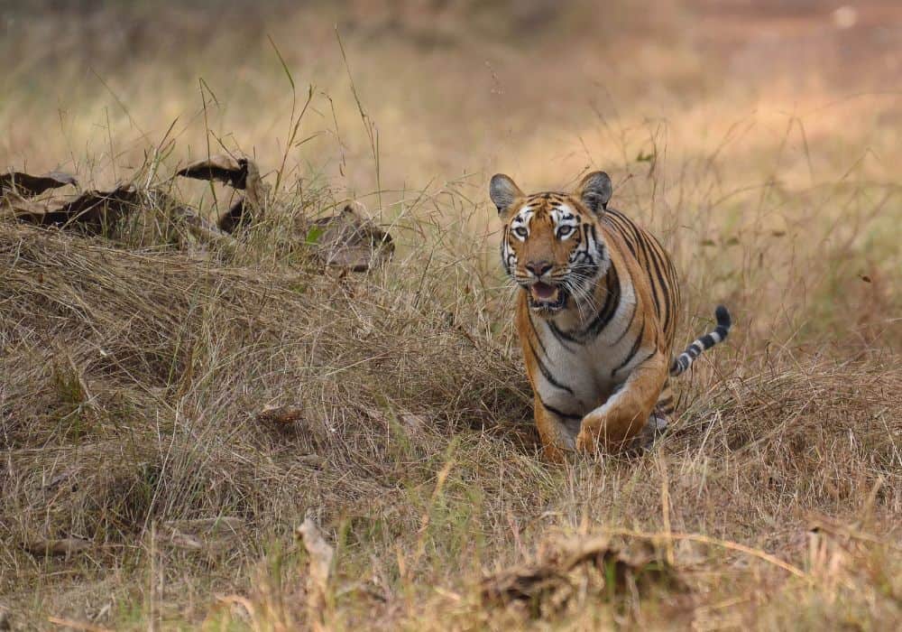 What Does it Mean When A Tiger Chases You in Your Dreams?