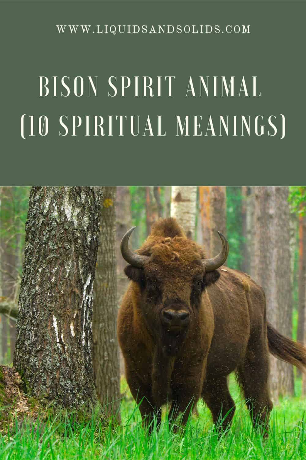 10 Meanings of a Bison as your spirit animal
