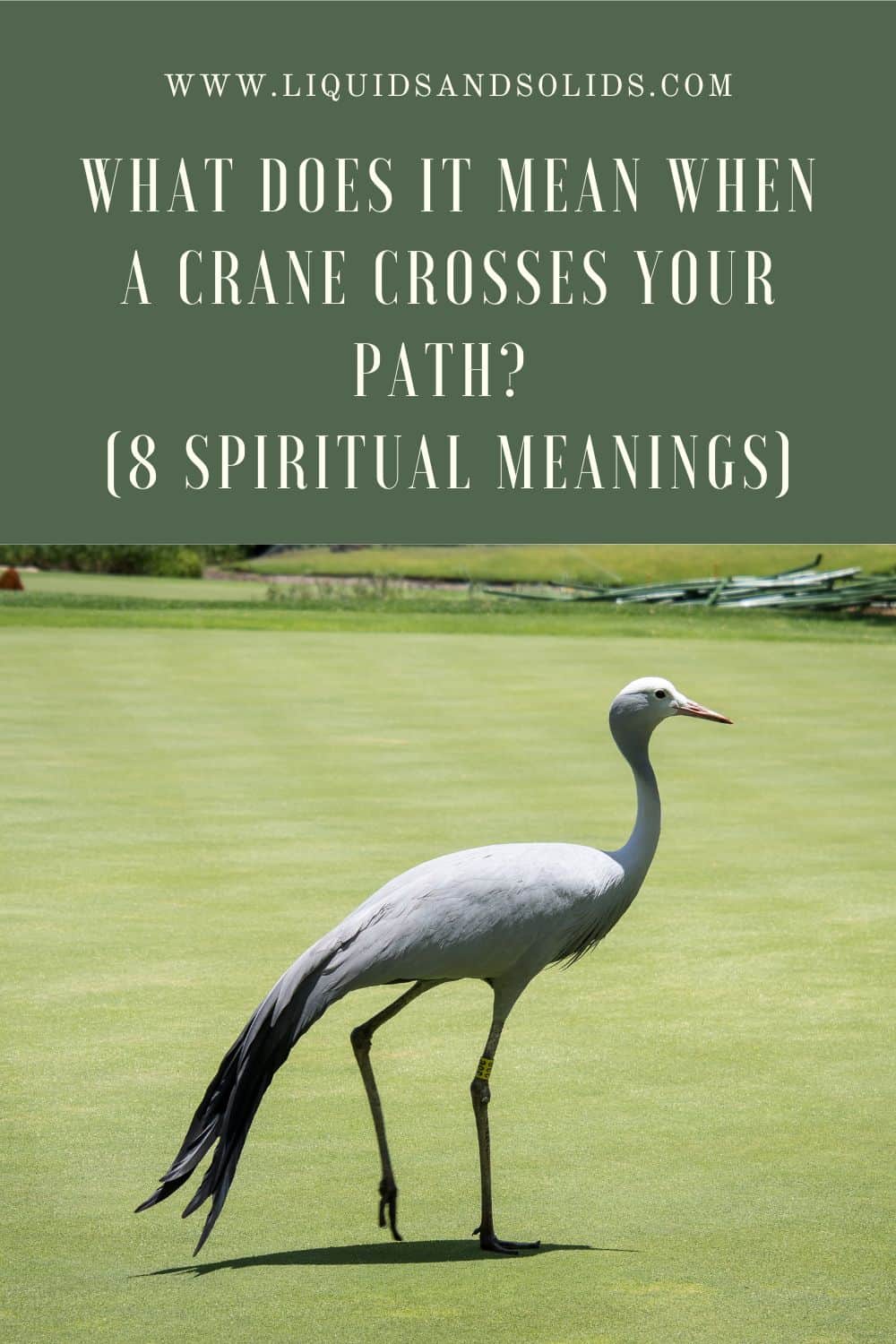 8 Meanings of a Crane Crossing your Path