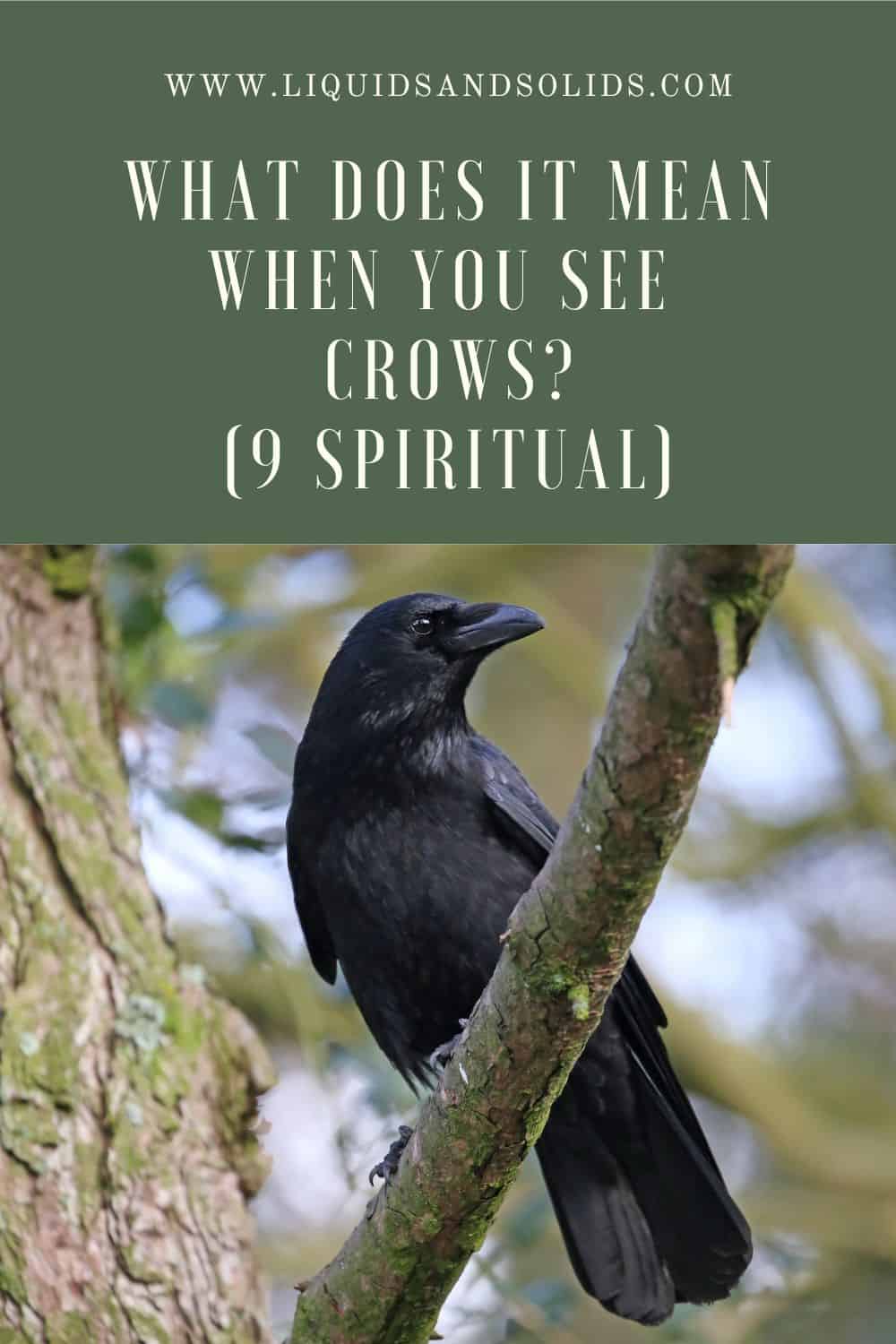 9 Meanings of Seeing Crows