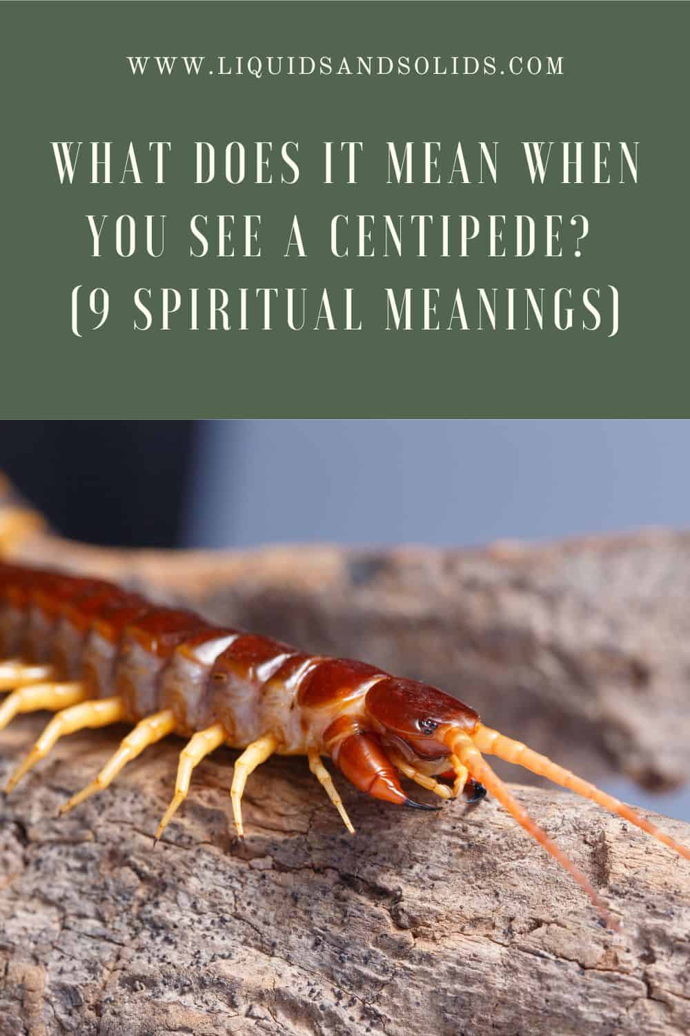 9 Meanings to seeing a centipede