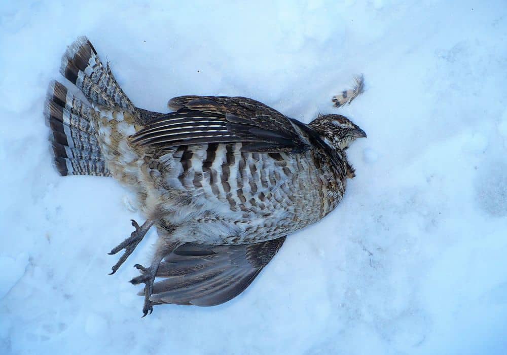 A Dead Falcon