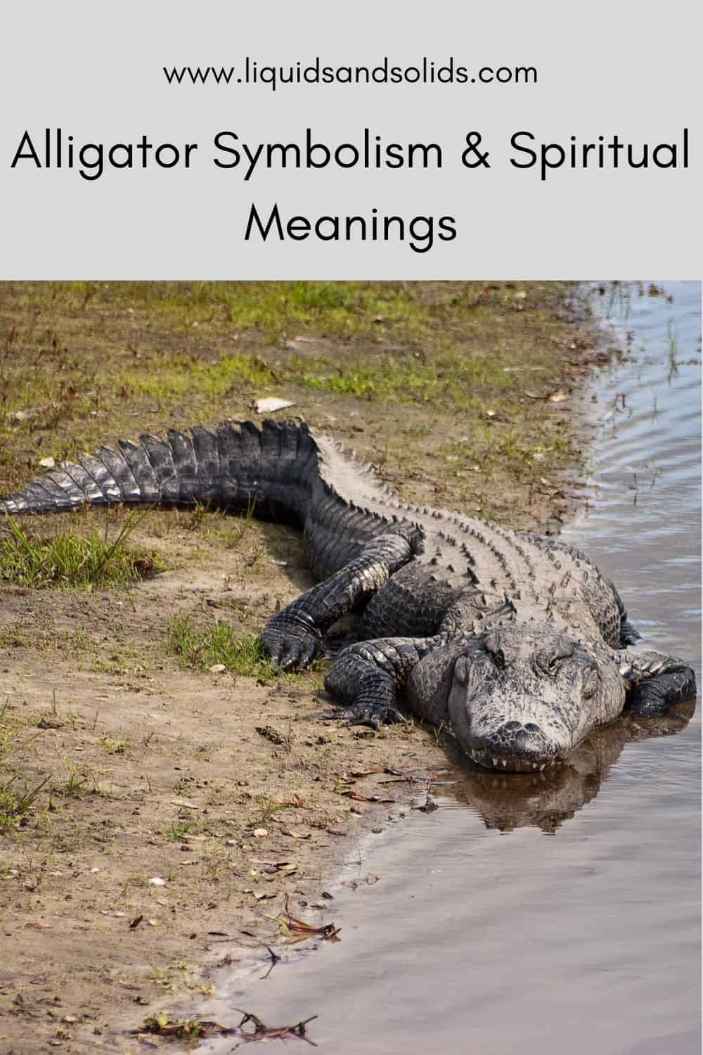 Alligator Symbolism & Spiritual Meanings