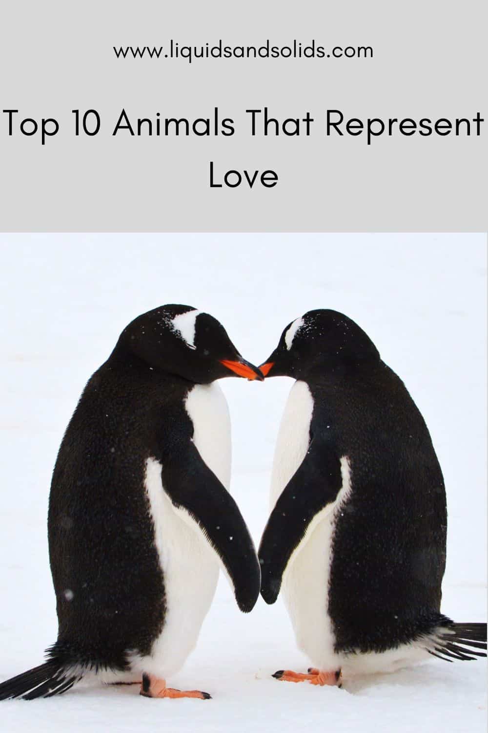 Animals That Represent Love - The Top Ten
