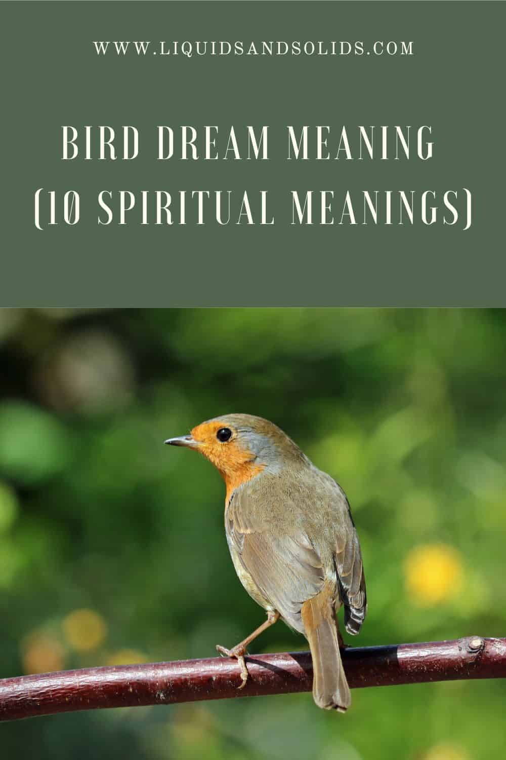 Bird Dream Meaning (10 Spiritual Meanings)