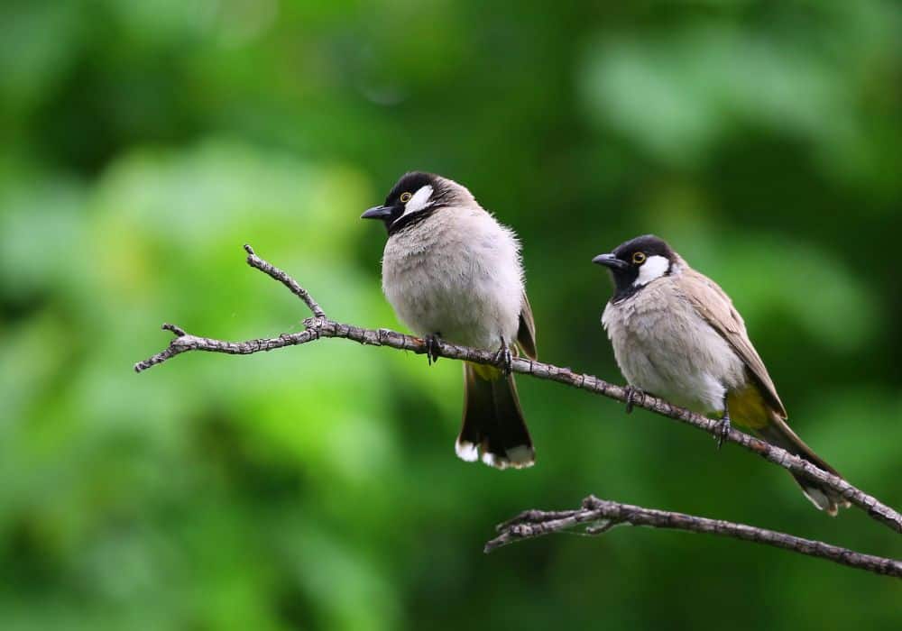 Birds singing symbolizes creativity and individuality