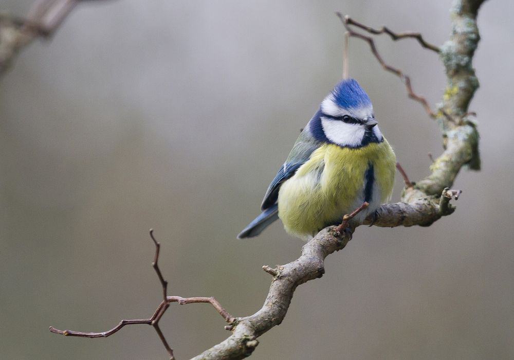 Clucking birds warn you of gossip