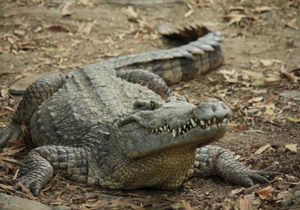 Dream of a crocodile during pregnancy